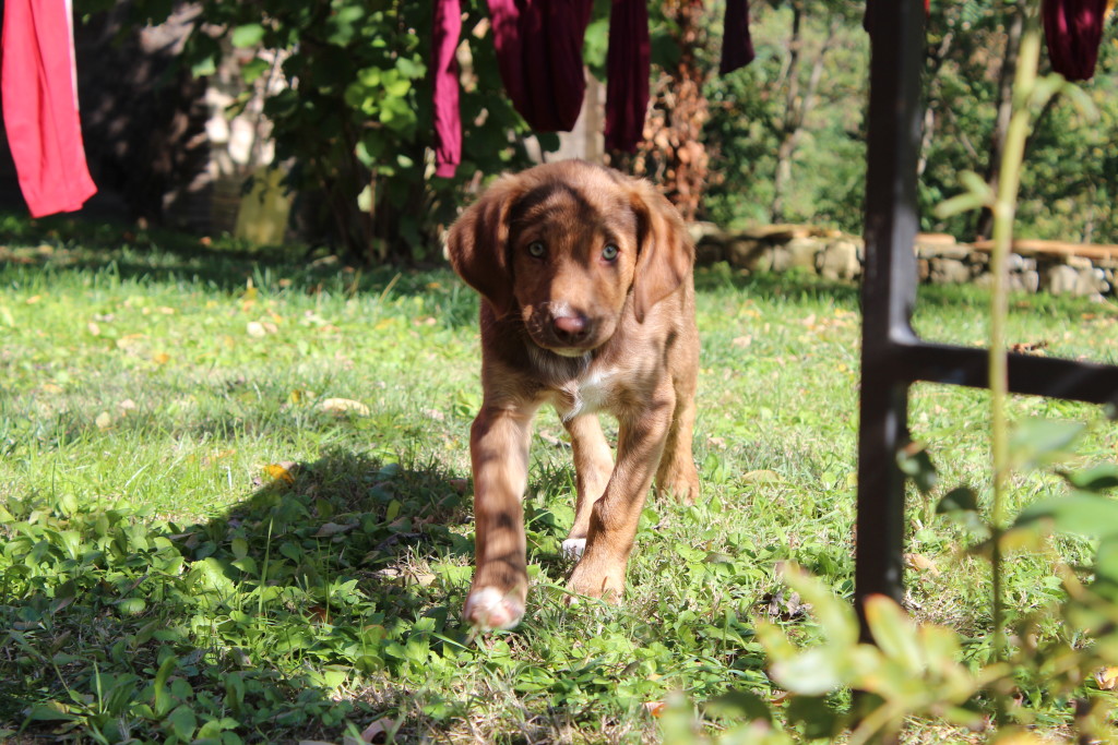 Leone Il Cielo Bio Chianti