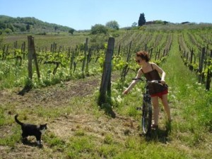 A day at Il Cielo B&B Greve in Chianti
